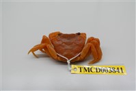 藏品(拉氏清溪蟹)的圖片